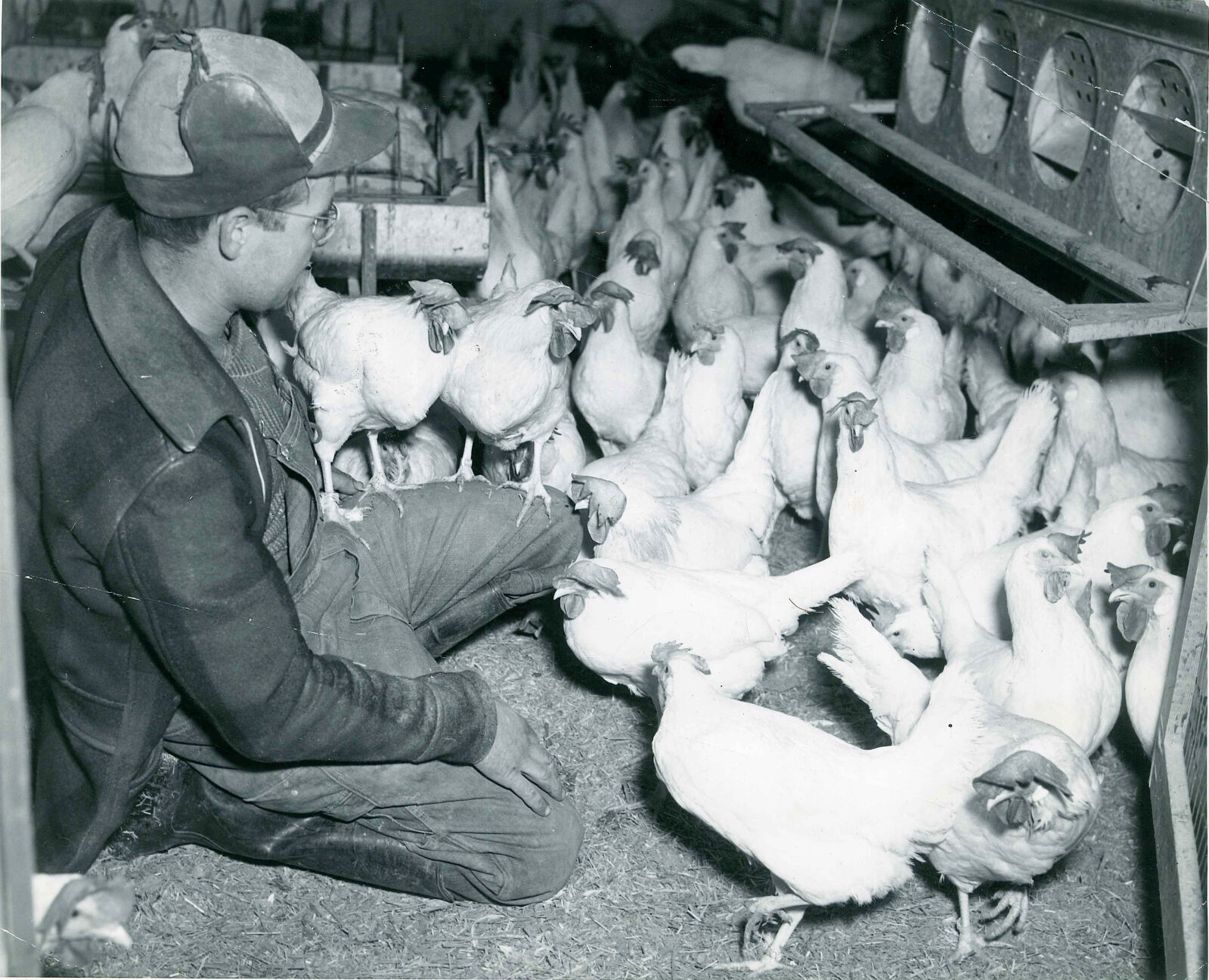 Gerald and chickens